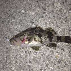 大蔵海岸でメバリング