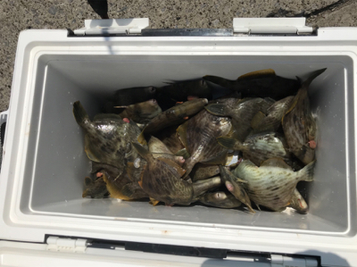 早川丸でカワハギ43枚！