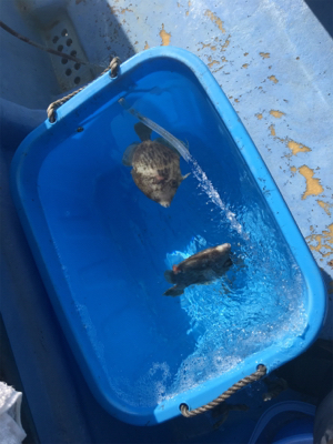 今季最後のカワハギ