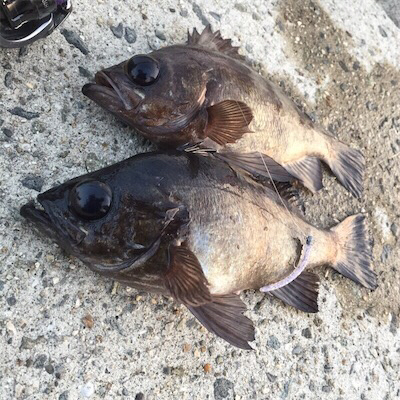 カッティングベイトで良型メバル