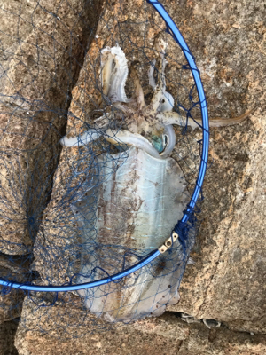 アオリイカ最高