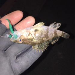 マイクロメバル（汗）