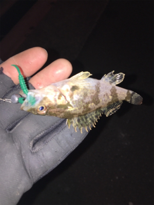 マイクロメバル（汗）