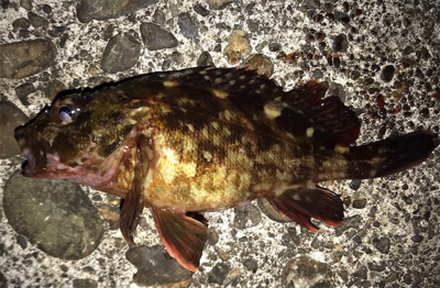 波高く...激渋...