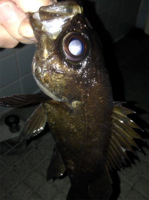 寒さに耐えられず