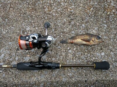 広島市内のメバリングは貧果続き