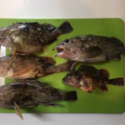 極寒暴風の中で喜びと感動をくれるカサゴ様