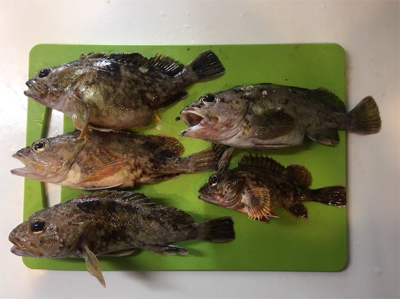 極寒暴風の中で喜びと感動をくれるカサゴ様