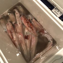 横須賀長井、漆山港の光三丸さんから、ヤリイカ釣り。