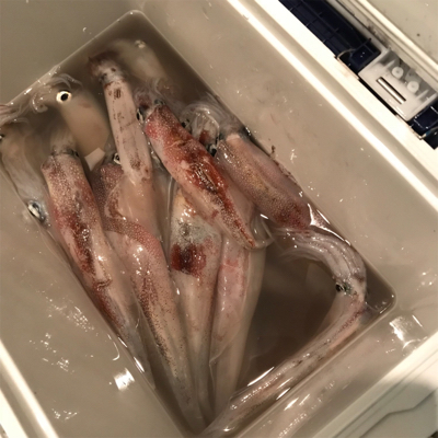 横須賀長井、漆山港の光三丸さんから、ヤリイ…