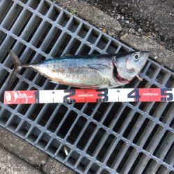 今年初フィッシュ