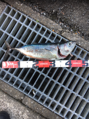 今年初フィッシュ