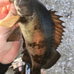 デイ….とりあえずメバリング(笑)(釣行 其の拾壱)