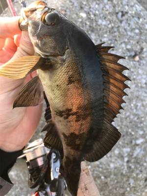 デイ….とりあえずメバリング(笑)(釣行 其の拾壱)