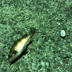 いんふぃにてぃ！