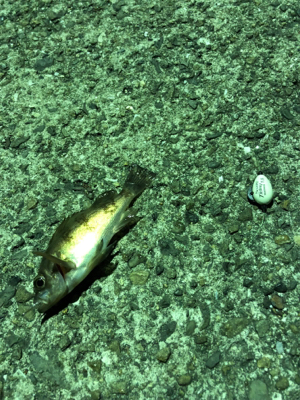 いんふぃにてぃ！