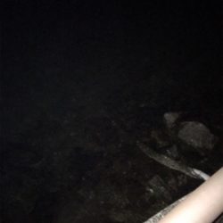 シーバスを求めて