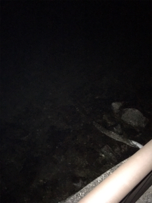 シーバスを求めて