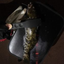 メバリングで。