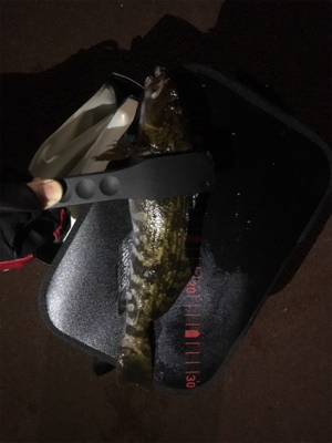 メバリングで。