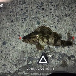 夕マズメからライズ