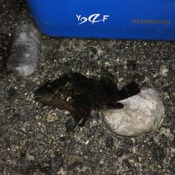 ウキ釣りでメバル