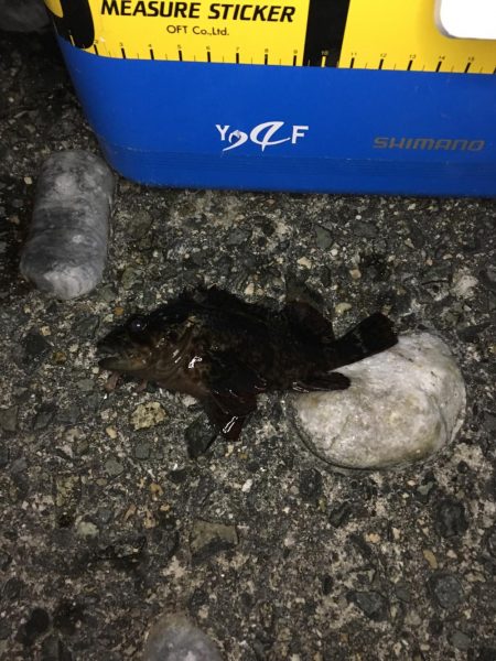 ウキ釣りでメバル