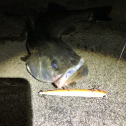 霞埠頭シーバス