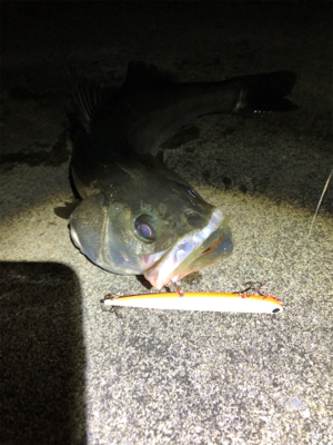 霞埠頭シーバス