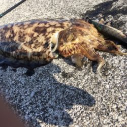 トルネードスピンさん！