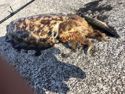 トルネードスピンさん！