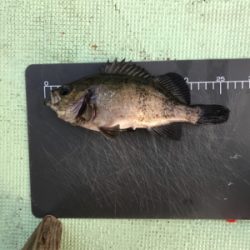 鳴門  メバルサビキ  はらまる