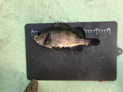 鳴門  メバルサビキ  はらまる