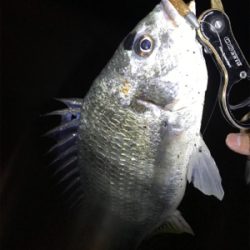 キビレわらわら