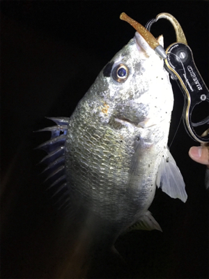 キビレわらわら