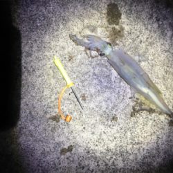 ヤリイカ釣行