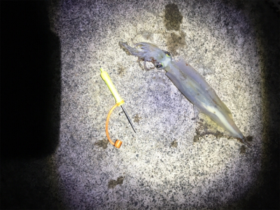 ヤリイカ釣行
