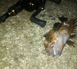 激渋メバリング