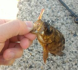 癒やされデイメバル