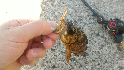 癒やされデイメバル