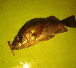 表層惨敗からの泣き尺ガシラ