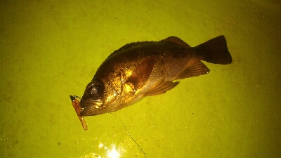 表層惨敗からの泣き尺ガシラ