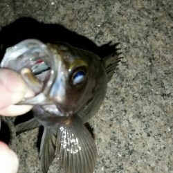 メバルも冷たい