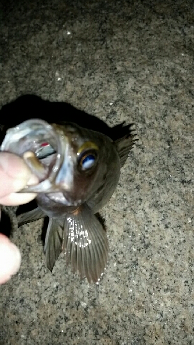 メバルも冷たい