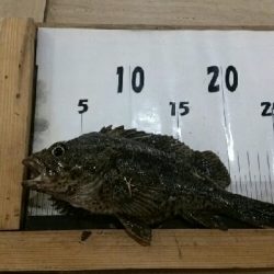 メバル狙いが…