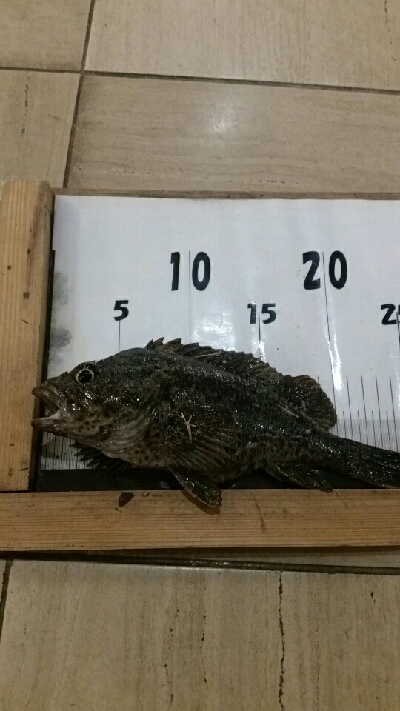 メバル狙いが…