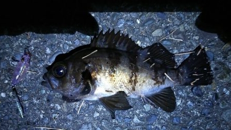 メバルプラッギング!