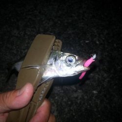 和歌山での9月アジング （秋）オススメ記事　カンパリ2017