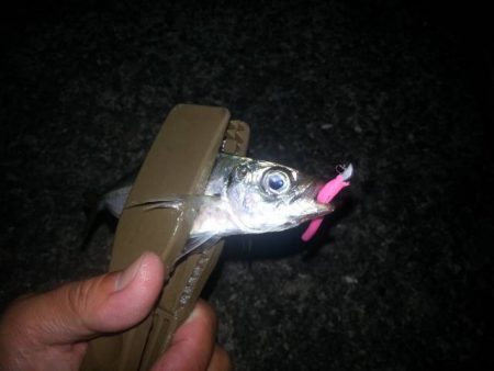 和歌山での9月アジング （秋）オススメ記事　カンパリ2017