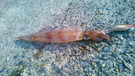 やっとヤり～に･・